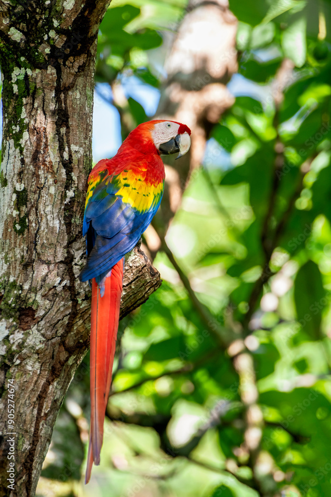 Fototapeta premium Scarlet macaw (Ara macao) in the rainforest - stock photo
