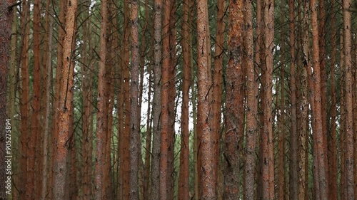 piny forest background