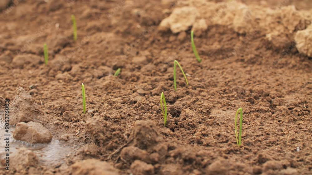Green sprouts sprouted in the garden Green sprouts sprouted in the garden