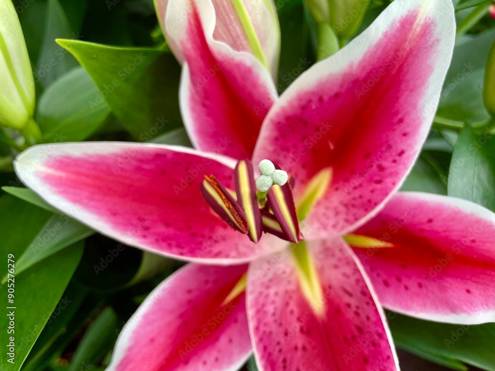 pink lily flower