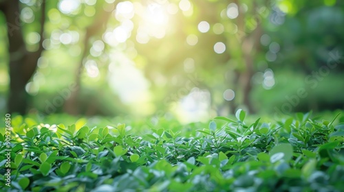 Green Leaves in a Forest