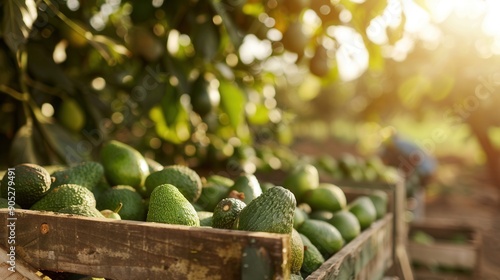 Obraz na płótnie Wooden crate full of avocado fruit in plantation farm field w salonie