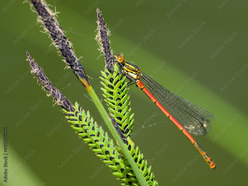 A large red damselfly resting on a grass A large red damselfly resting on a grass