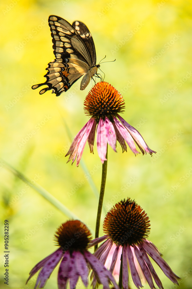 Giant Swallowtail butterfly on a purple coneflower in late afternoon
