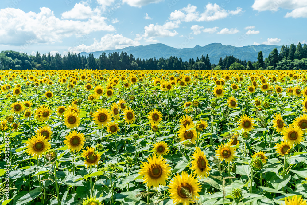 Obraz premium 夏の青空と、広大に広がるひまわり畑