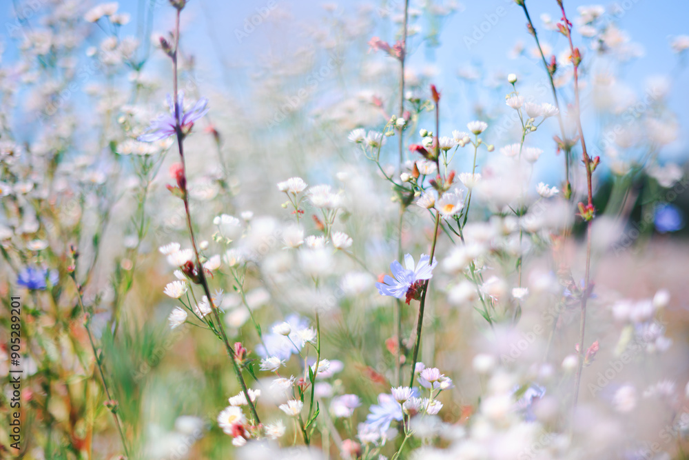 Summer grassland with white and blue wildflowers on day light. Grass and flowers on sunny hayfield meadow. Natural beauty background Summer grassland with white and blue wildflowers on day light. Grass and flowers on sunny hayfield meadow. Natural beauty background