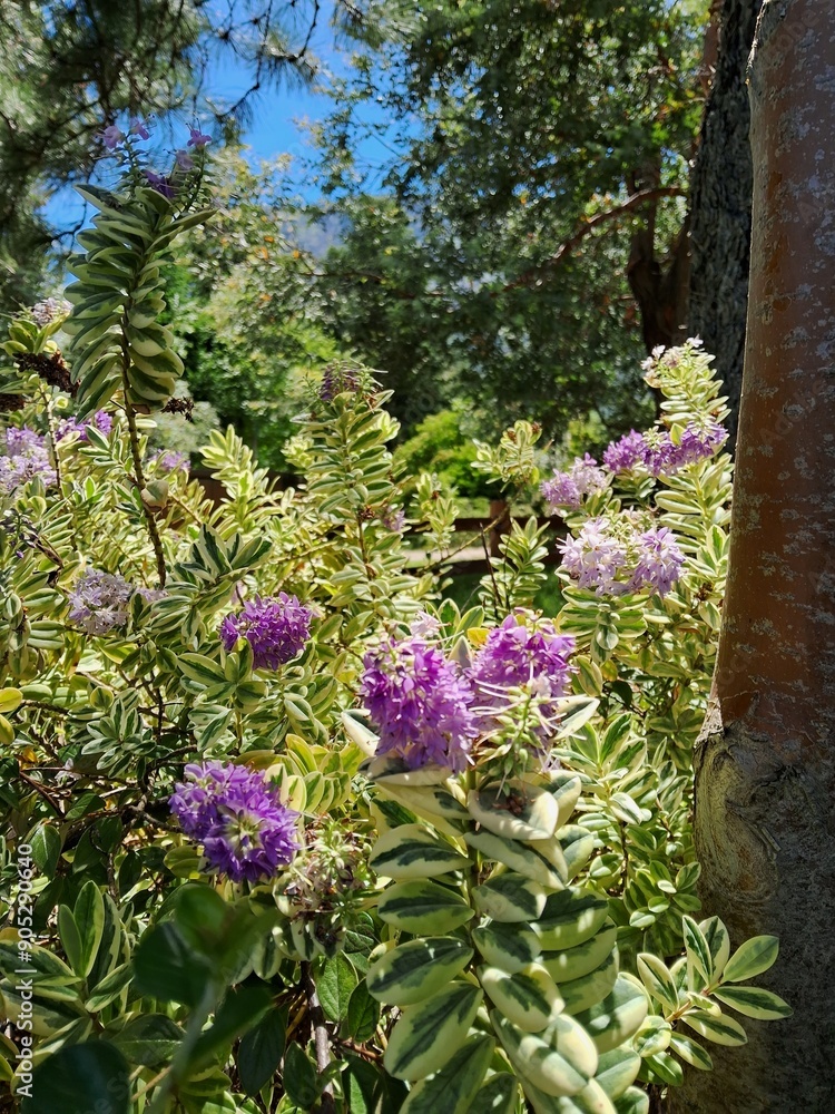 Obraz premium flowers in the garden