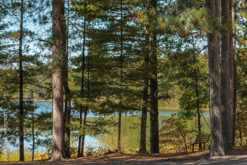 A peaceful location, the bench among the red pines overlooking Muskellunge Lake within Crystal-Muskellunge State Park, Sayner, Wisconsin in late September photo