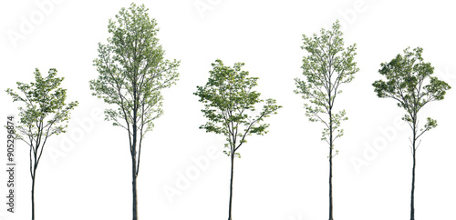 Acer pseudoplatanus, Alnus glutinosa, Ulmus pumila, Castanea sativa, Quercus robur frontal set trees isolated png on a transparent background perfectly cutout
