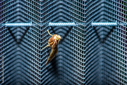 Intricate Encounter: Macro View of a Moth on a Detailed Fly Swatter photo