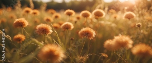 Beautiful widescreen summer picture of bright warm summer day in orange and light brown tones - fluffy grass inflorescences and soft bokeh. photo