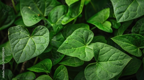 Wallpaper Mural Close up of lush green leaves of elephant foot yam a tropical tuber crop cultivated mainly in Africa and South Asia Soft focus applied Torontodigital.ca