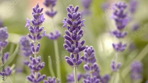 Close up of lovely lavender blooms indoors