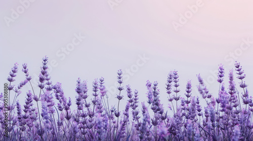 A lavender background with an ombrÃ© effect, transitioning from a deep lavender at the top to a light lavender at the bottom. The gradient adds depth and visual interest.