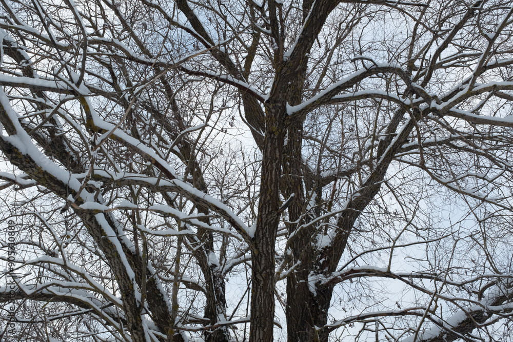 Winter landscape. Snow-covered trees in the winter forest for poster, calendar, post, screensaver, wallpaper, postcard, banner, cover, website. High quality photo Winter landscape. Snow-covered trees in the winter forest for poster, calendar, post, screensaver, wallpaper, postcard, banner, cover, website. High quality photo