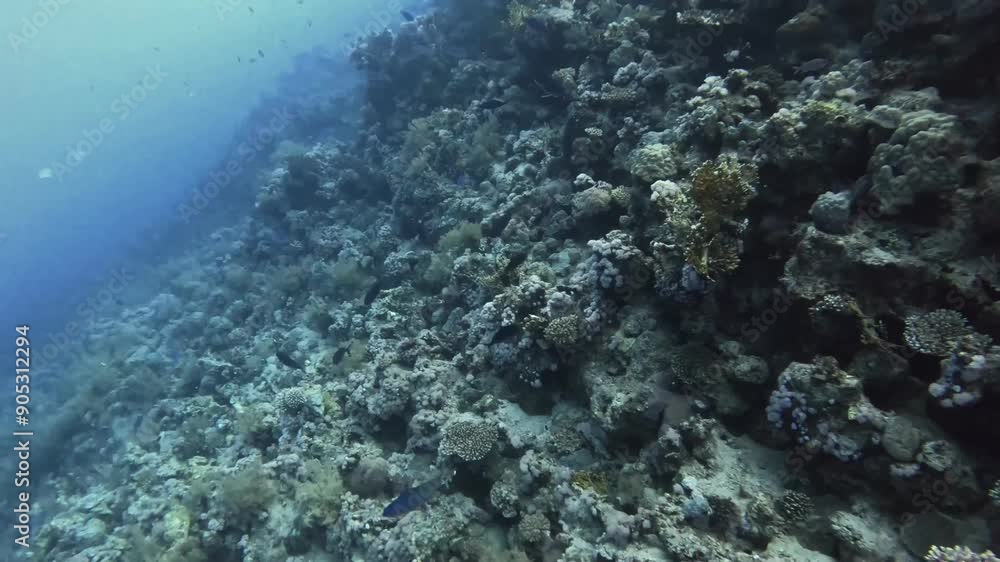 Coral Reef view with full of fusilier fish. Coral Reef view with full of fusilier fish.