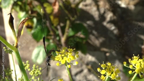 Parasitic Wasp (probably Gasteruption jaculator, or similar) female flying away from a flower. July, Kent, UK [Slow motion x10]  photo