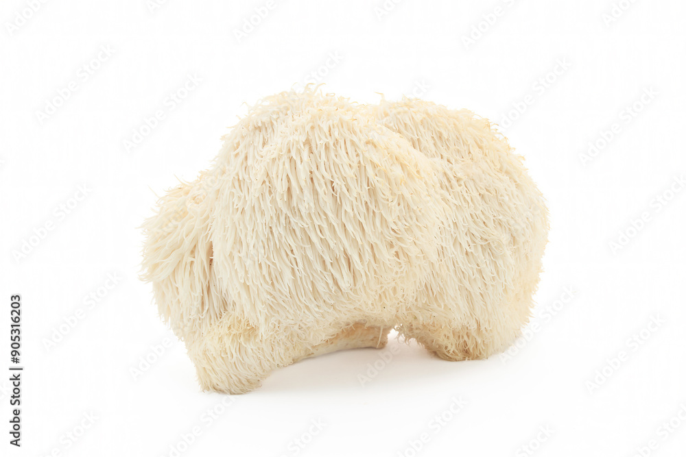 Lion's Mane Mushroom on a white background. Lion's Mane Mushroom on a white background.
