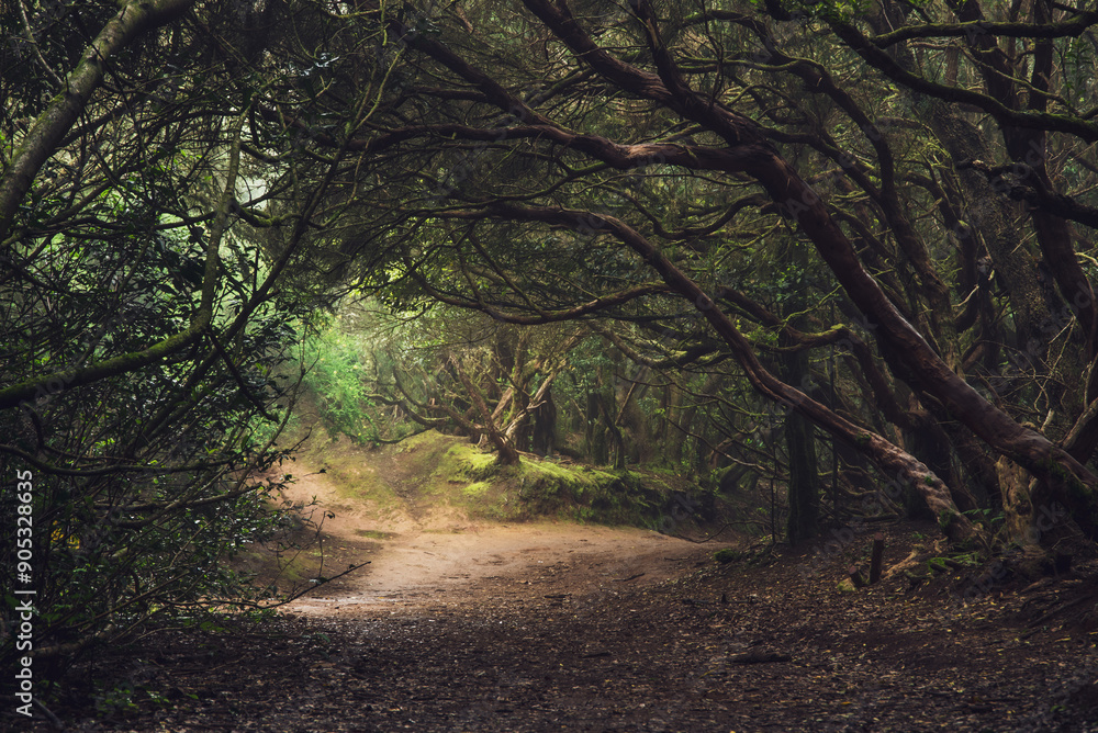 Naklejka premium An ancient laurel forest in the mist. Anaga, Tenerife, Canary islands
