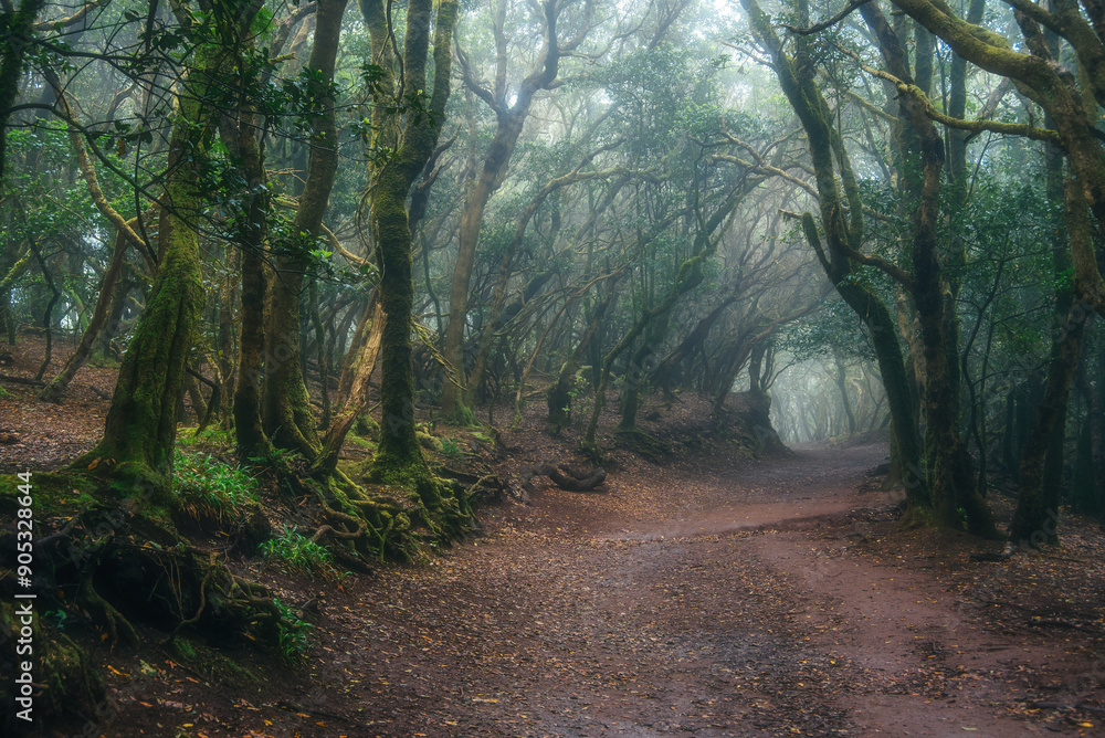 Fototapeta premium An ancient laurel forest in the mist. Anaga, Tenerife, Canary islands