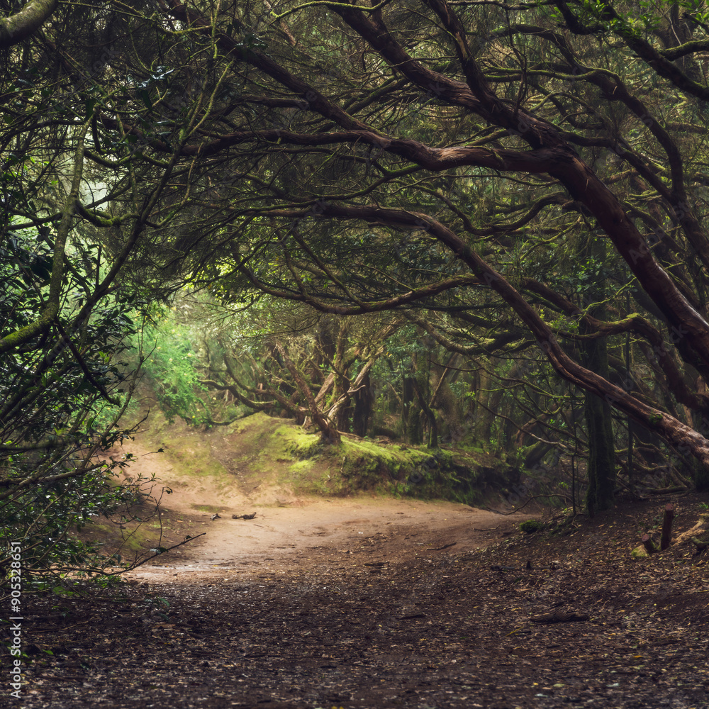 Fototapeta premium An ancient laurel forest in the mist. Anaga, Tenerife, Canary islands