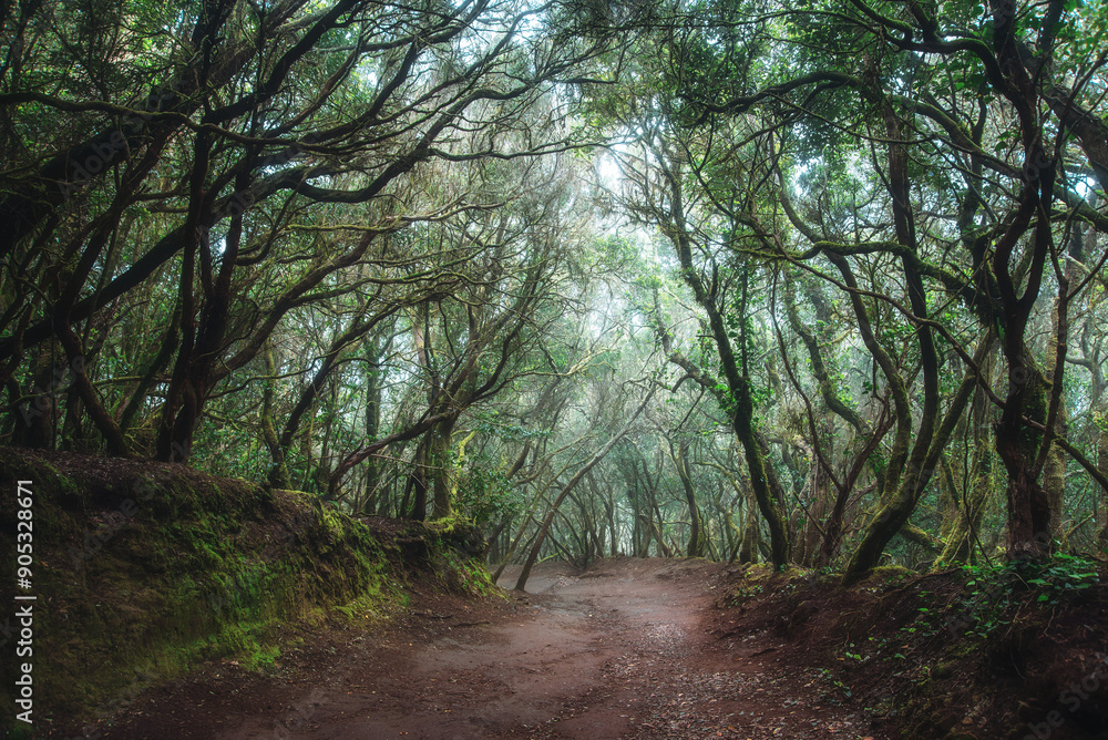 Naklejka premium An ancient laurel forest in the mist. Anaga, Tenerife, Canary islands