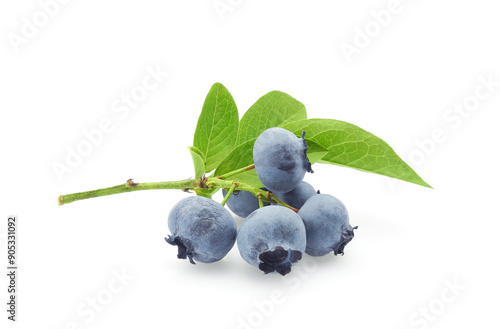 Ripe great blueberry branch with fresh green leaves isolated on white background