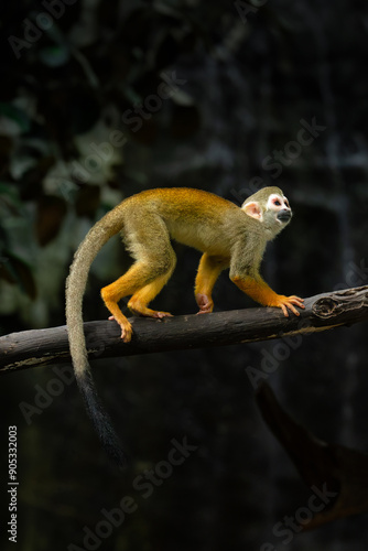 Common Squirrel Monkey on tree trunk