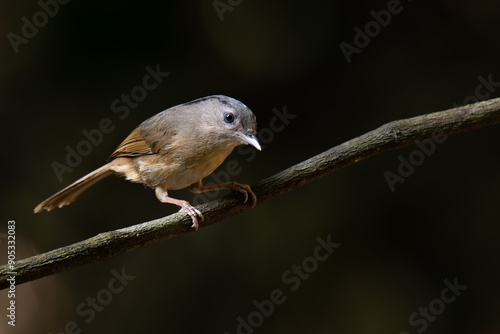 Black-browed Fulvetta perching on a perch photo