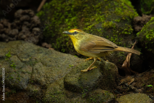 Pin-striped Tit Babbler perching on small rock in waterhole