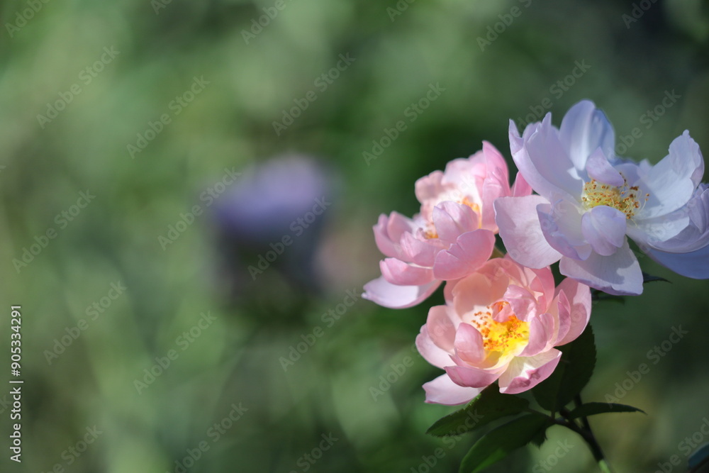 Fototapeta premium 花の女王