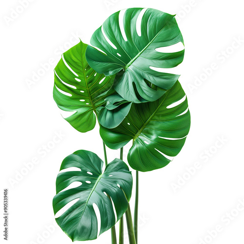 Lush green Monstera leaves with natural holes, isolated on white background photo