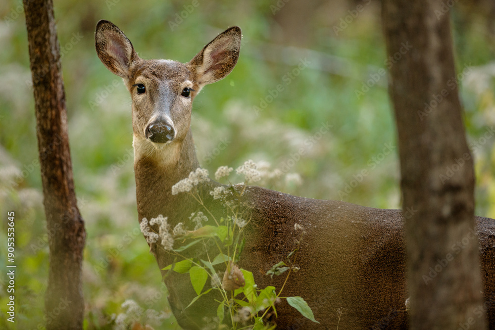 Framed between two trees, the white-tailed doe is observing the photographer near Hartford, Wisconsin Framed between two trees, the white-tailed doe is observing the photographer near Hartford, Wisconsin