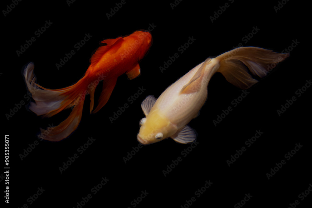 Naklejka premium Pisces, goldes fishes on the black wallpaper