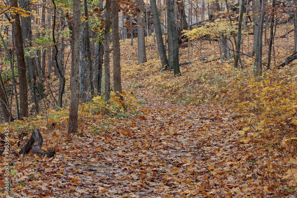 The hiking trail within Pike Lake Unit, Kettle Moraine State Forest, Hartford, Wisconsin in late October is covered with recently fallen leaves. The hiking trail within Pike Lake Unit, Kettle Moraine State Forest, Hartford, Wisconsin in late October is covered with recently fallen leaves.