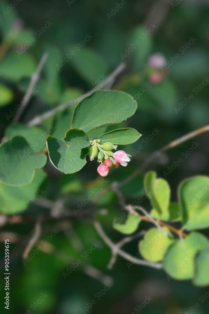 Common Snowberry small flowers Common Snowberry small flowers