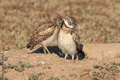 Burrowing Owls photo