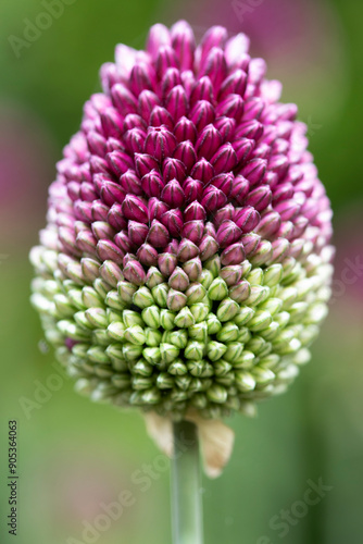 Allium flowering plant in summer photo