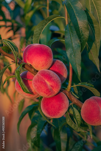 peaches on the tree. ripe peaches on a tree branch. peaches in the garden. growing peaches