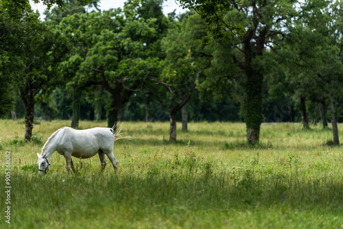 Fényképezés Lipizzan White Horses in the Verdant Pastures of Lipica Stud Farm, Slovenia