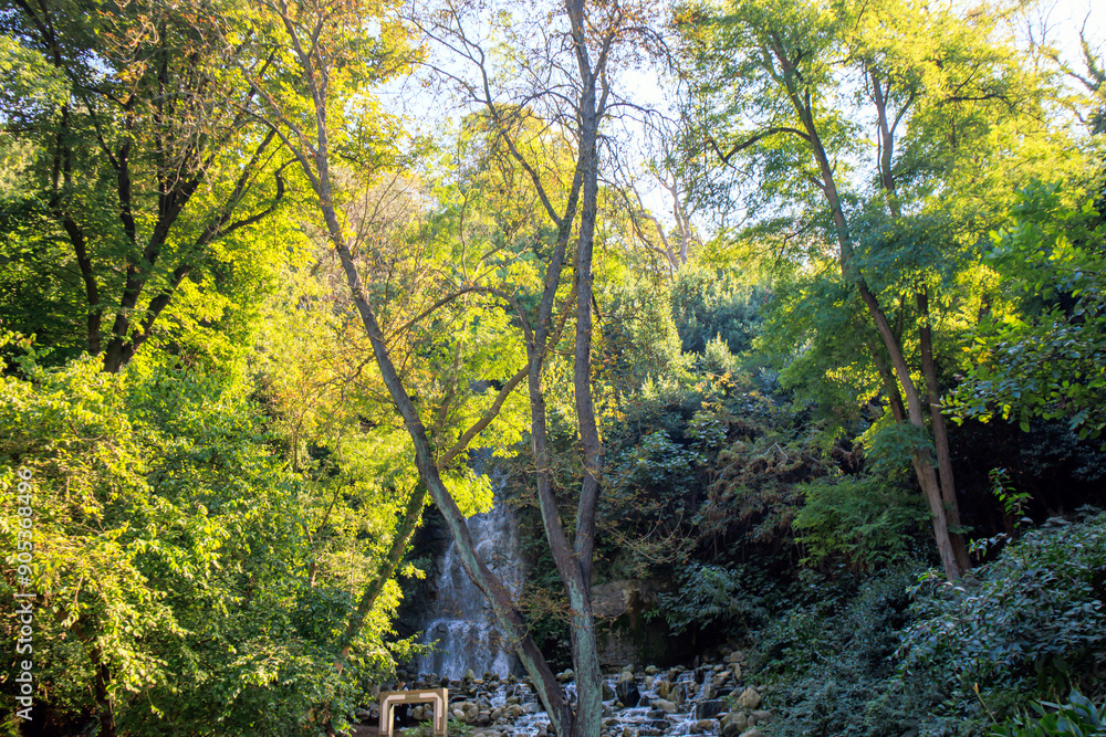 Fototapeta premium waterfall and trees in the woods