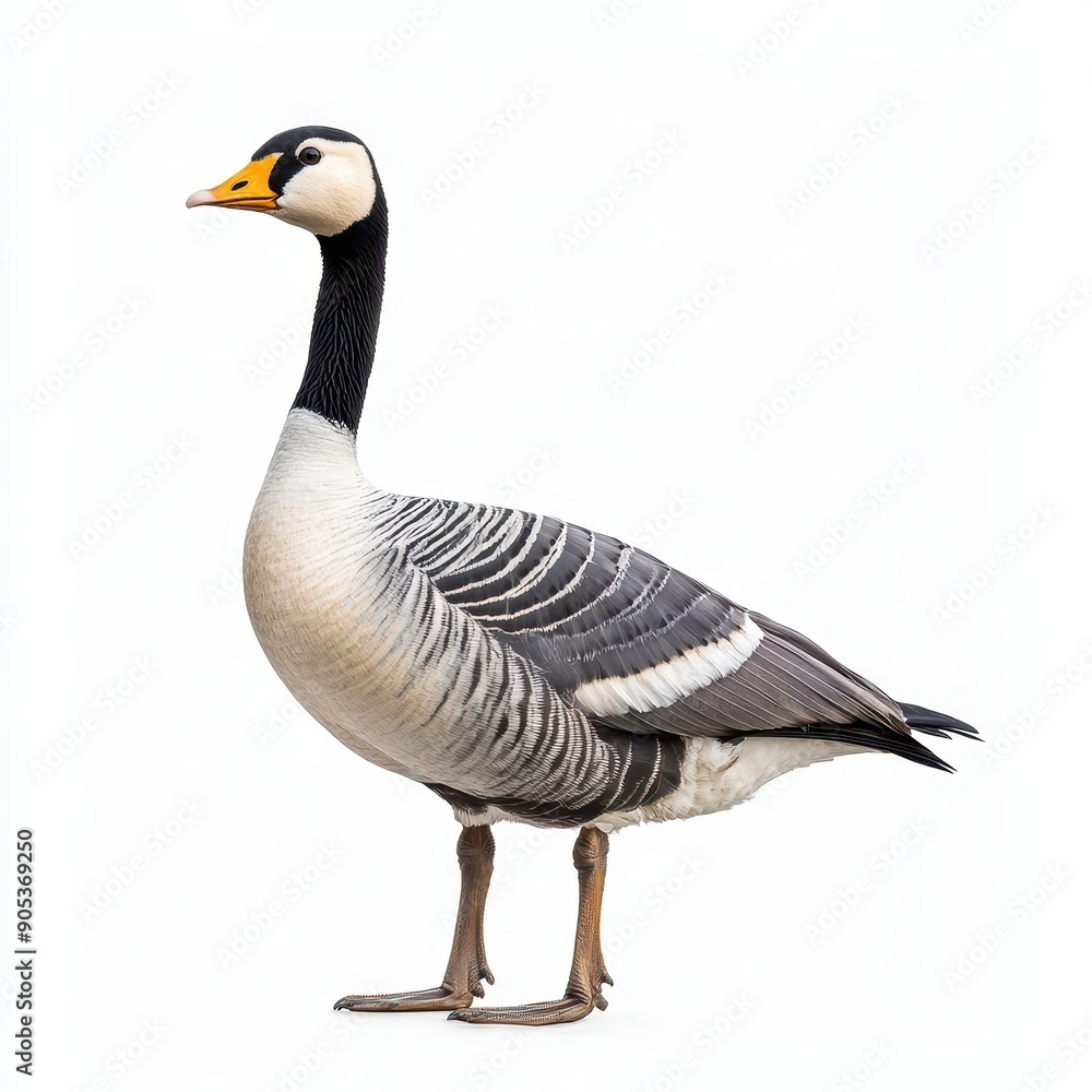 Bar-Headed Goose Standing Gracefully on White Background Bar-Headed Goose Standing Gracefully on White Background
