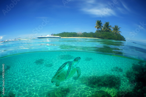 Fototapeta Naklejka Na Ścianę i Meble -  a sea turtle on a beach in the caribbean sea