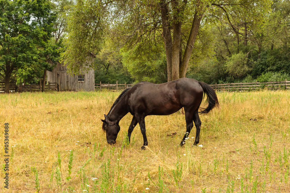 A horse in the pasture in early July at Old World Wisconsin, Eagle, Wisconsin A horse in the pasture in early July at Old World Wisconsin, Eagle, Wisconsin