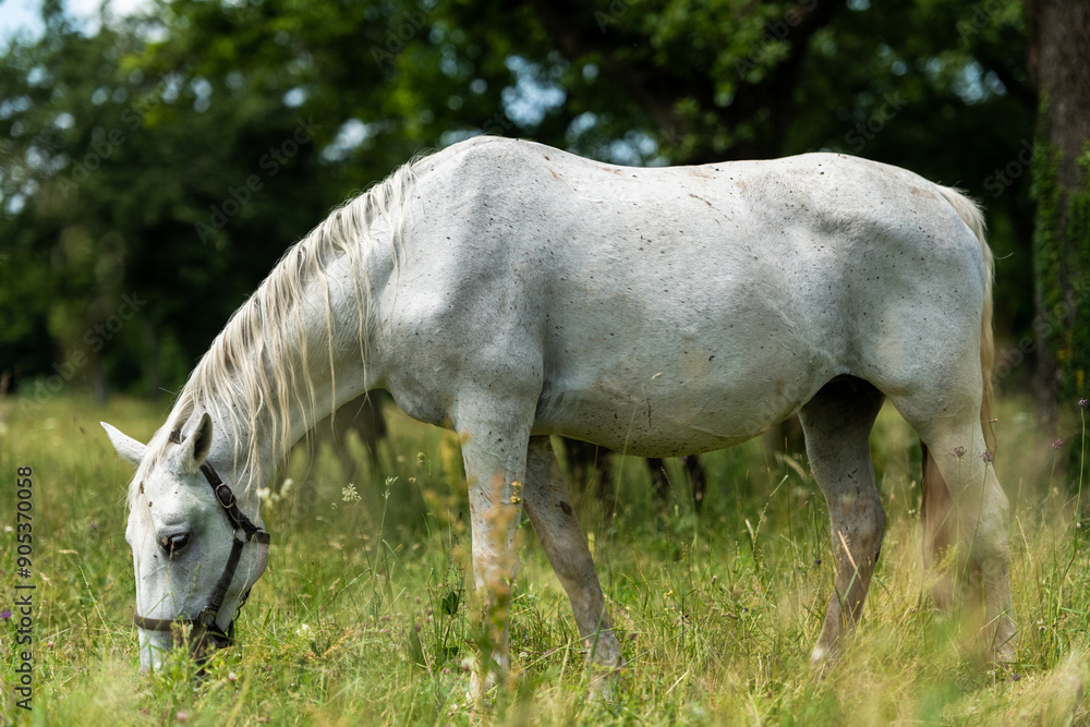 Obraz premium Lipizzan White Horses Enjoying Pasture at Lipica Stud Farm, Slovenia