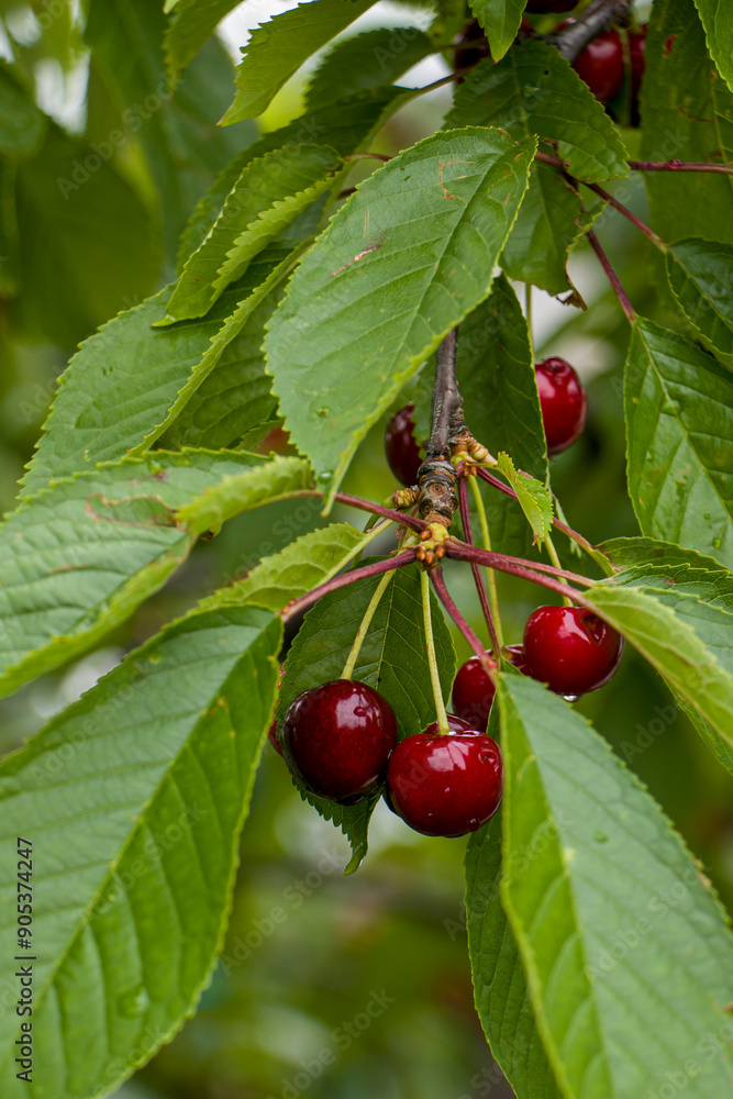 Ripe red cherries on tree. Bunch of ripe red cherries surrounded by green leaves and covered by water drops. Ripe red cherries on tree. Bunch of ripe red cherries surrounded by green leaves and covered by water drops.