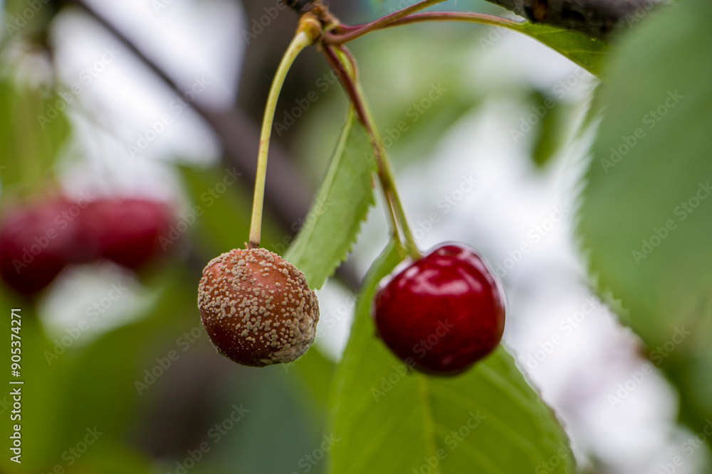 Fruit rot on red cherry. Rotten cherries on a fruit tree among healthy berries. Cherry brown rot. Fruit rot on red cherry. Rotten cherries on a fruit tree among healthy berries. Cherry brown rot.
