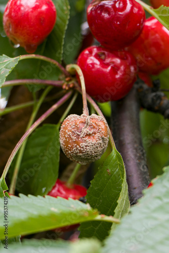 Fruit rot on red cherry. Rotten cherries on a fruit tree among healthy  berries. Cherry brown rot. photo