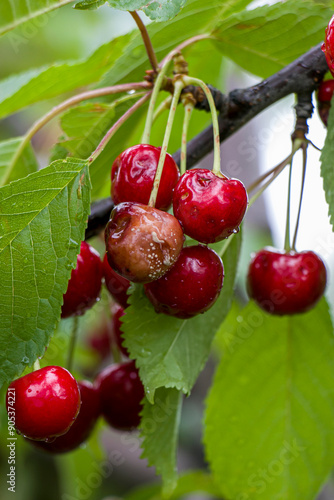 Fruit rot on red cherry. Rotten cherries on a fruit tree among healthy  berries. Cherry brown rot.