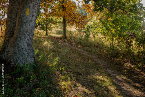 A shadowed wooded section of the National Scenic Ice Age Trail in John Muir Memorial Park south of Montello, Wisconsin in early October with the distinctive yellow trail blaze marked on the tree